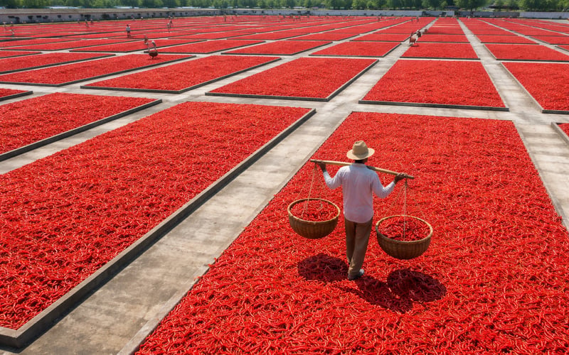 Indian Chilli FOB Prices Firm as Guntur Mandi Holds Near ₹27,000