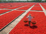 Indian Chilli FOB Prices Firm as Guntur Mandi Holds Near ₹27,000