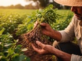 Black Gram Weakens as Cheaper Myanmar Offers Pressure Indian Urad Market