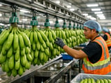 Philippine Banana Exports Rebound as New Disease Technology Enters Trial Phase