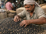 Black Gram Market: Prices Ease, But Downside Looks Limited