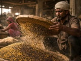 Mustard Seeds Hold Firm as India’s Edible Oil Imports Slump