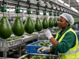 Kenya’s Pivot to Avocados: From Maize Staple to High-Value Export Engine
