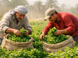 कड़ी गर्मी के बीच Egyptian Spearmint FOB Cairo में हल्की बढ़त