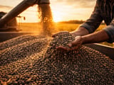 Sunflower Market: SAFEX Rebounds While Seed and Oil Values Ease