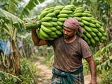 Bangladesh bananas: rising output, missing infrastructure, and EU chips signals