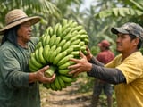 Banana Chips Edge Higher as Philippine Export Demand Firms