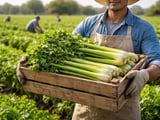 Indian Celery Seed Prices Hold Steady as Export Interest Builds