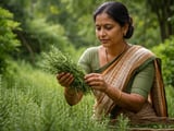 Indian Organic Rosemary Holds Steady as Monsoon Showers Linger