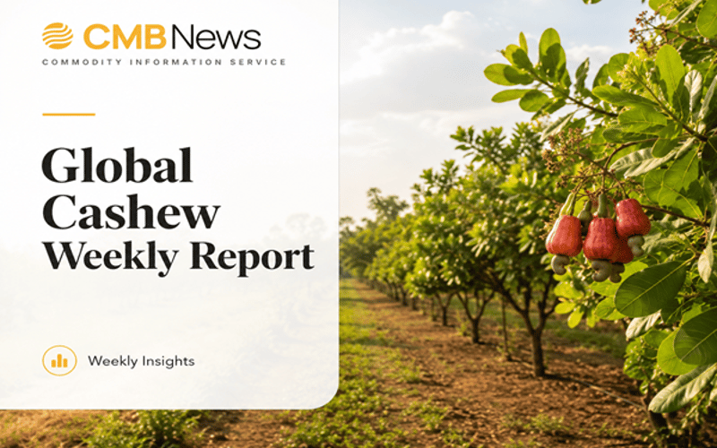 Cashew Market: Cautious Demand, Weak RCN, but W240 Holds Firm
