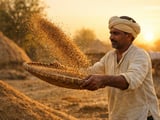 Cumin Firms in India as Stockists Step In; Exports Hold the Key