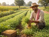 Chickpeas Market: Indian Chana Firms Amid Import Drop and Weather Risk