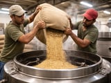 Sesame Seeds: Egyptian FOB Holds Steady While Indian Crop Faces Weather Risk