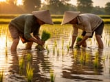 Rice Futures Firm as Asian FOB Prices Grind Higher on Tight Supply