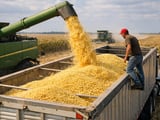 Corn Market Under Pressure as Global Balance Loosens