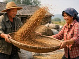 Chinese Buckwheat Edges Softer While EU Market Holds Firm