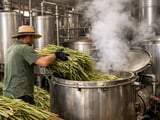 Egyptian Lemongrass FOB Cairo Edges Lower as Heatwave Meets Stable Export Demand
