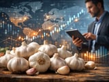 Garlic Market Update: Stable Egyptian FOB and Firm Indian Powder