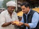 Monsoon-Driven Delays Keep Gujarat Maize Sowing 2% Behind Last Year