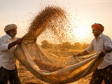 Lentils Market: Gujarat Tur Sowing Shock Meets Soft Global Prices