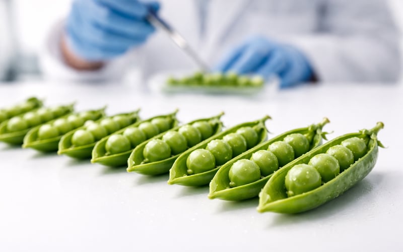 Weak Monsoon Keeps Tur (Peas) Market Firm Despite Profit-Taking