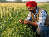 Tight Indian Masoor Stocks and Costly Canadian Imports Support Lentil Prices