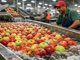Moroccan Apples: Higher Crop Ahead, But Growers Squeezed by Heat and Margins