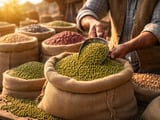 Moong Beans: Heavy Government Stocks Keep Market Range-Bound