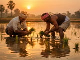 Indian Basmati Rice Firms as Mills Hold Stocks and Demand Returns