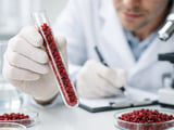 Barberries Market: Stable Iranian Prices Meet Rising Regional Berry Trade