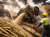 Sugar No.11 Holds Firm Above 18c as Policy Tightens and Brazil Leads Supply
