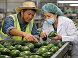 Myanmar Avocados Edge Closer to China: A New Trade Corridor in the Making