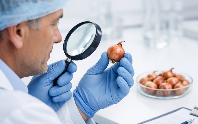 Dutch Onion Market: Firmer Sentiment but Small Sizes Pose Late-Season Risk