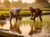 Indian Basmati Paddy Rebound Sets the Tone for a Firmer Rice Market