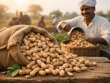 Indian Groundnut Acreage Rebounds as Gujarat Drives a Softer but Well‑Supplied Market