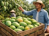 Dried mango prices soften slightly on stable Thai and Vietnamese supply