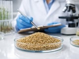 Millet market steadies as Indian bajra finds firm feed support