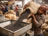 Black Gram Market Steady as Imports Meet Festive Demand