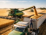 Wheat Softens on Weaker Flour-Mill Demand While Global Futures Ease