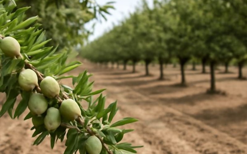 Des flux d'argent institutionnels dans les amandes alors que le méga-portefeuille Riverina frappe le marché