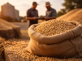 Feed Oats Hold Flat in Germany and Ukraine Despite Stronger Cereal Complex
