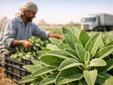 Egyptian Sage FOB Cairo Flat as Weather Stays Hot and Logistics Risk Rises