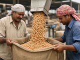 Government Buying and Tight Supplies Keep Indian Chickpea Prices Firm