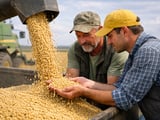 Ukrainian Soybeans Hold Firm as Weather Risk Builds into Mid-July