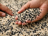 Sesame Prices Edge Higher as India’s Weak Monsoon Meets Firm Egyptian Offers