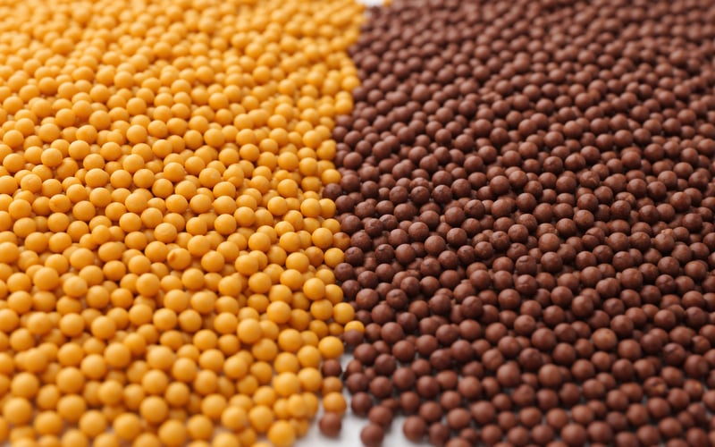 Mustard Market: Water-Saving Raised Beds Hint at Yield Upside