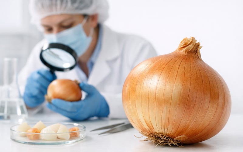 Polish Onion Prices Hold Steady as Imports and Cool Weather Cap Volatility