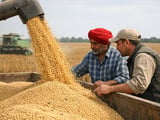 Soybeans Under Pressure: Weak Indian Demand Caps Upside Despite Tight Arrivals