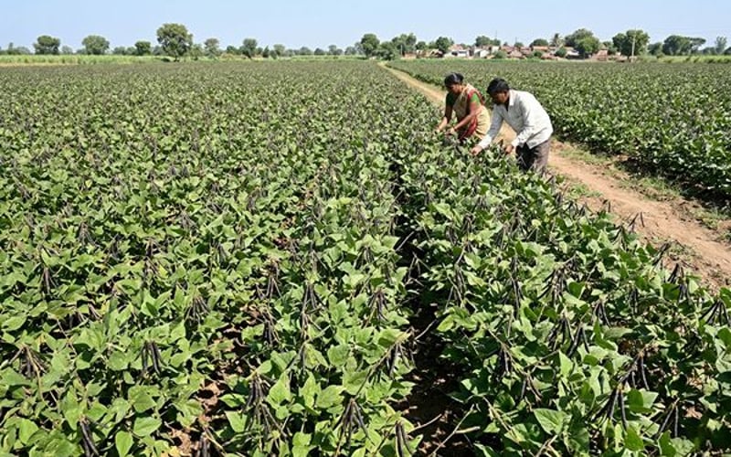Rangebound Black Gram Signals Subtle Support for Global Lentil Prices