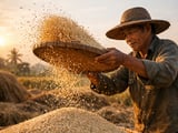Rice Market Softens as Thai Exports Slide and Buyers Hold Back